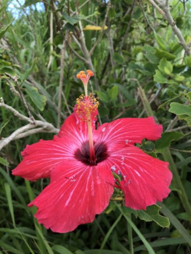 ツアーで大人気の西表島で幻の花と言われるサガリバナの花言葉をご存知？